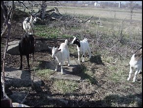 group of goats