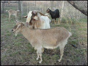 group of goats