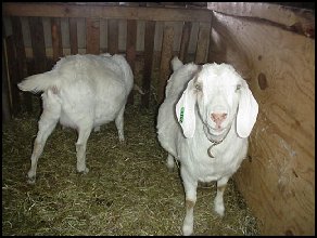 2 female boer goats