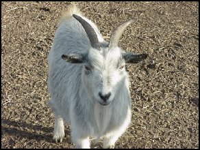 pygmy goat