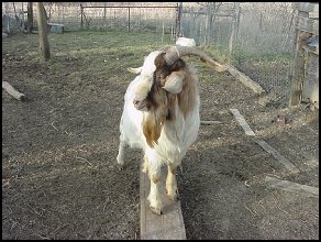 male boer goat