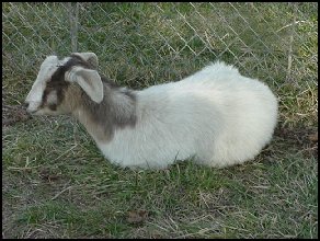  female boer goat